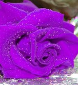 Ярко-фиолетовый 100мл Краситель пищевой жидкий