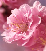 Цветы сакуры отдушка косметическая 100мл