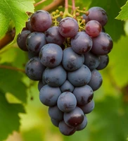 Базовые масла