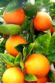 Апельсина сладкого эфирное масло 500мл - фото 4913