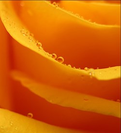 Оранжевый 100мл Краситель пищевой жидкий - фото 6079