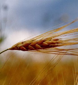 Зародышей пшеницы масло (рафинированное) 500мл - фото 6165
