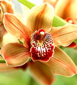 Орхидея отдушка косметическая 10мл - фото 6755
