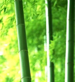 Бамбуковое молочко отдушка косметическая 100мл - фото 6831