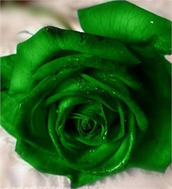 Зелёный Краситель для свечей (Жирорастворимый, сухой) 5г - фото 8509
