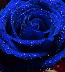 Синий Краситель для свечей (Жирорастворимый, сухой) 5г - фото 8510