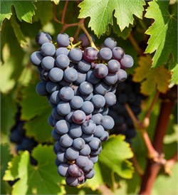 Виноград отдушка косметическая 100мл 0120102