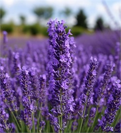 Лаванда отдушка косметическая 10мл 0120301