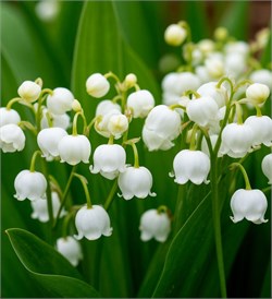 Ландыш отдушка косметическая 100мл 0120322