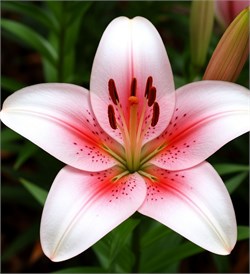 Лилия отдушка косметическая 10мл 0120331