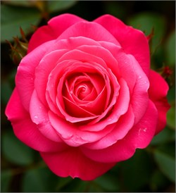 Роза отдушка косметическая 100мл 0120492