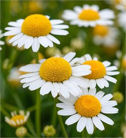 Ромашка отдушка косметическая 10мл 0120501