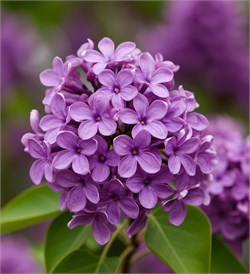 Сирень отдушка косметическая 100мл 0120542