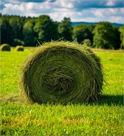 Скошенная трава отдушка косметическая 10мл 0120551