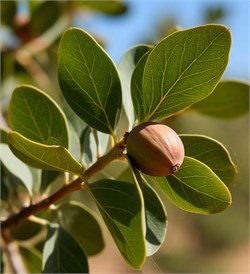 Жожоба отдушка косметическая 10мл 0120161