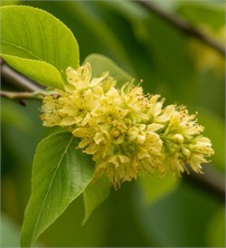 Цветущая липа отдушка косметическая 100мл 0120592