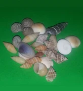 Ракушки mini (до 2см) 10г 1400244
