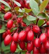 Барбарис отдушка косметическая 10мл 0120731