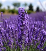 Лаванда отдушка косметическая 10мл 0120301