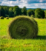 Скошенная трава отдушка косметическая 10мл 0120551