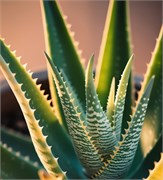 Алоэ вера отдушка косметическая 100мл 0120022