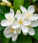 Жасмин  отдушка косметическая 100мл 0120152