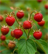 Земляника отдушка косметическая 100 мл 0120192