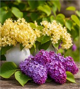 Сирень и липовый цвет отдушка косметическая 100мл 0120532