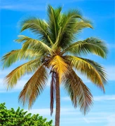 Пальмовое масло (рафинированное) 500г 0310092