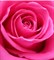 Розовый  100мл Краситель пищевой жидкий - фото 6078