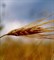 Зародышей пшеницы масло (рафинированное) 1л - фото 6164