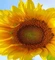 Подсолнечника воск 50г 1100051