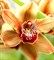 Орхидея отдушка косметическая 100мл - фото 6754