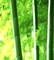 Бамбуковое молочко отдушка косметическая 10мл - фото 6832