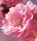 Цветы сакуры отдушка косметическая 10мл - фото 6847