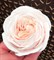 Роза Остин 3D силиконовая форма - фото 9072